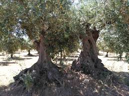 Olives entières Nocellara (Sicile)